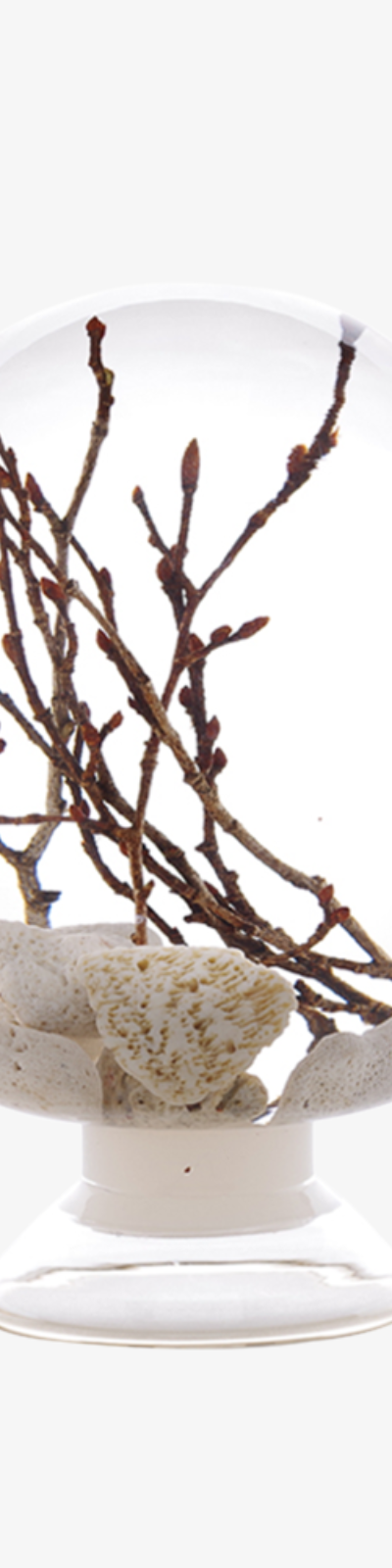 Herbarium - Coral Fern