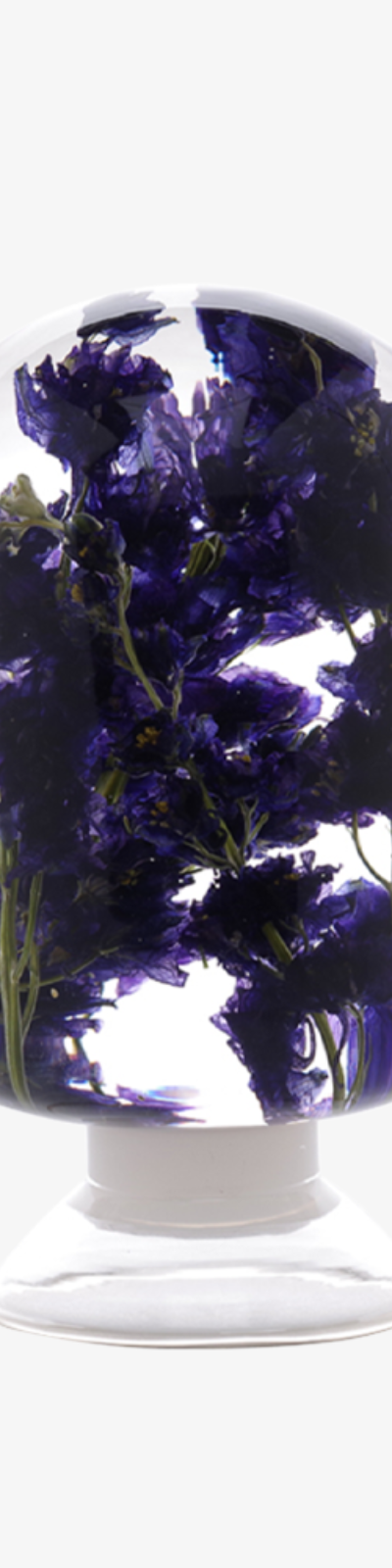 Herbarium - Delphinium