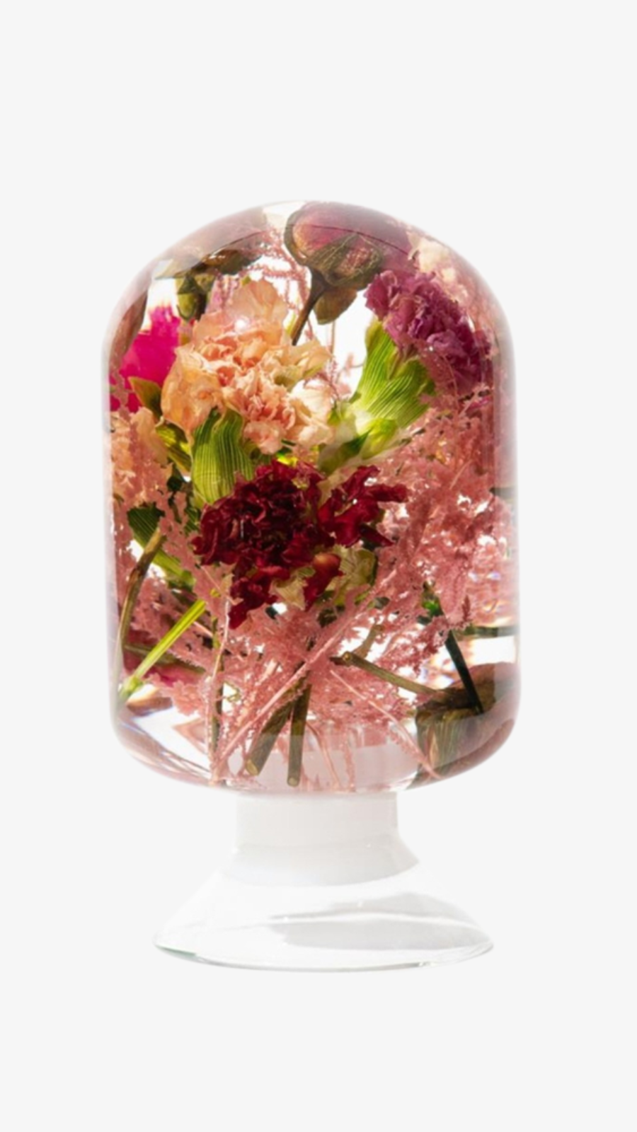 Herbarium Carnation - Mix Pink