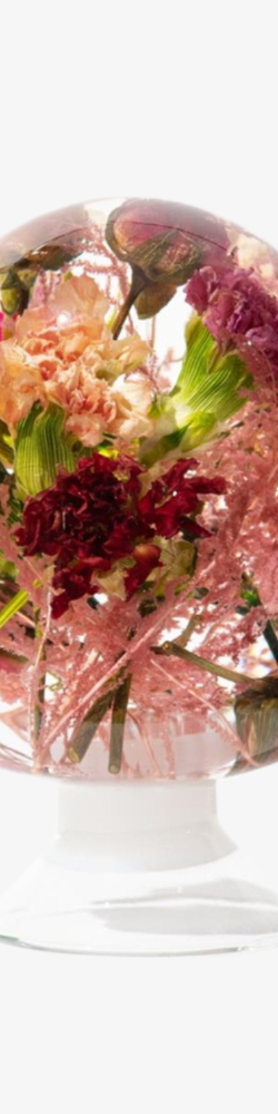Herbarium Carnation - Mix Pink