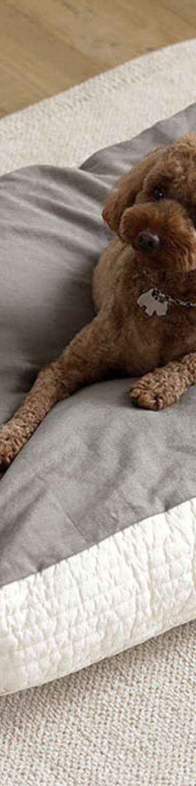 Pet Cushion