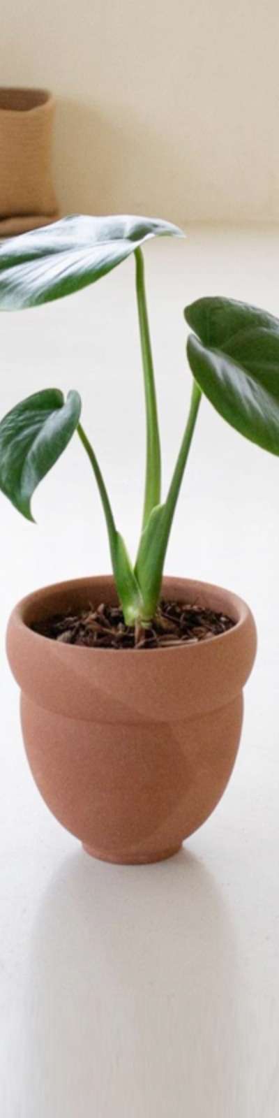 Nut Flowerpot