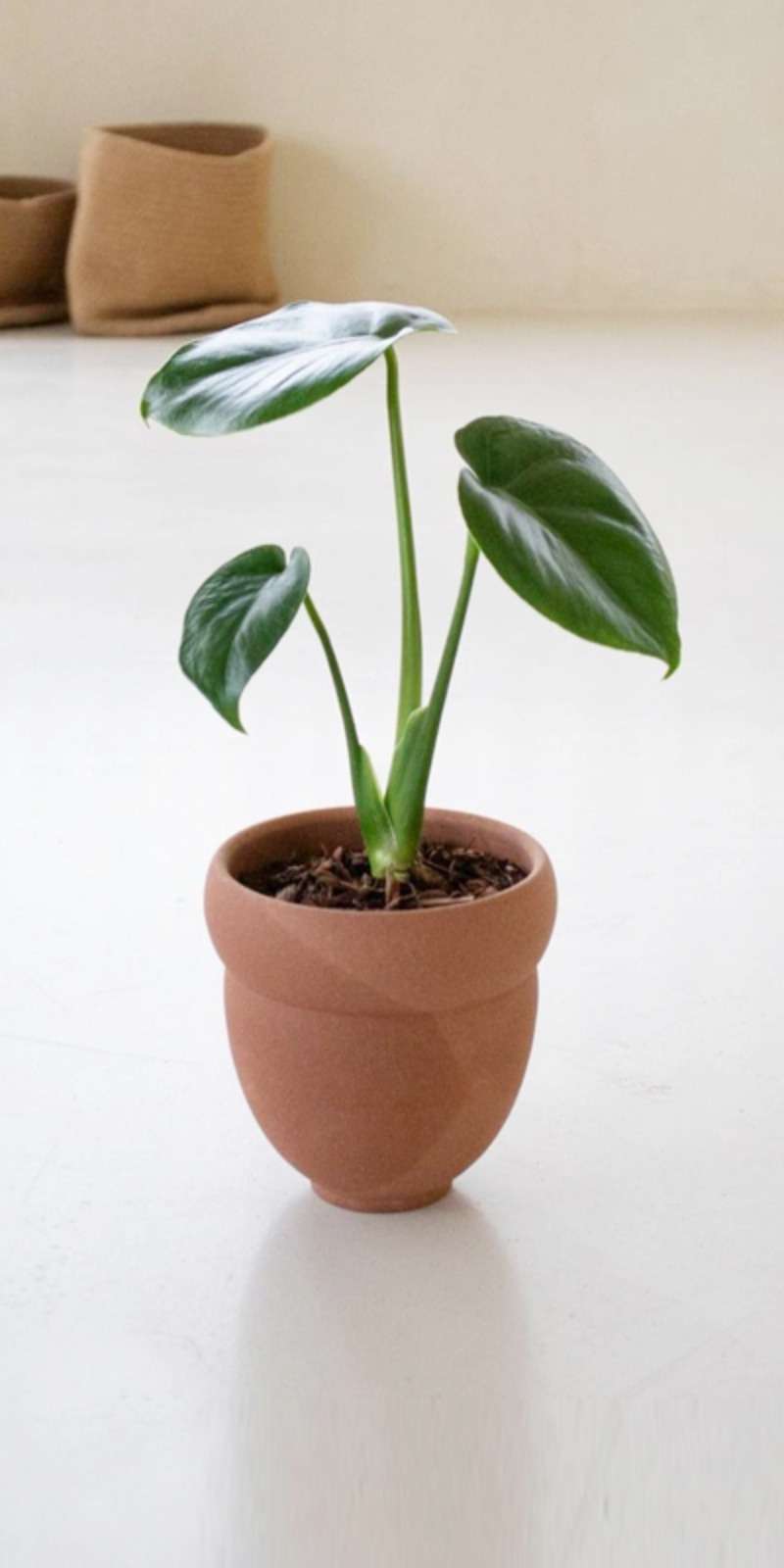 Nut Flowerpot