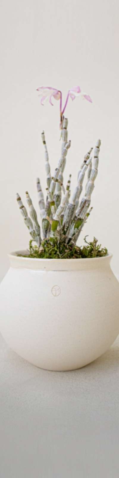 Pearl Moon Mini Planter