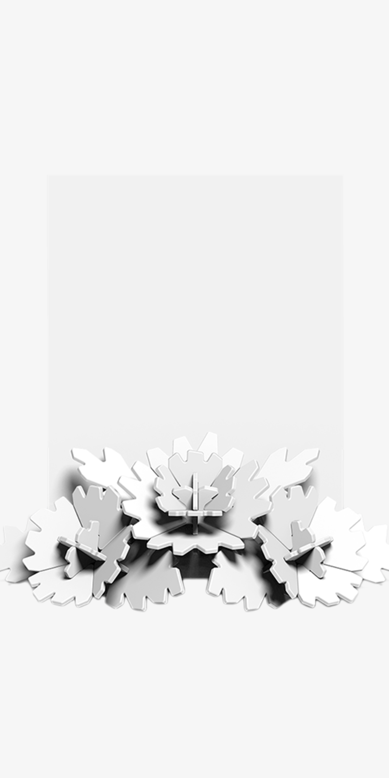 Carnation - White