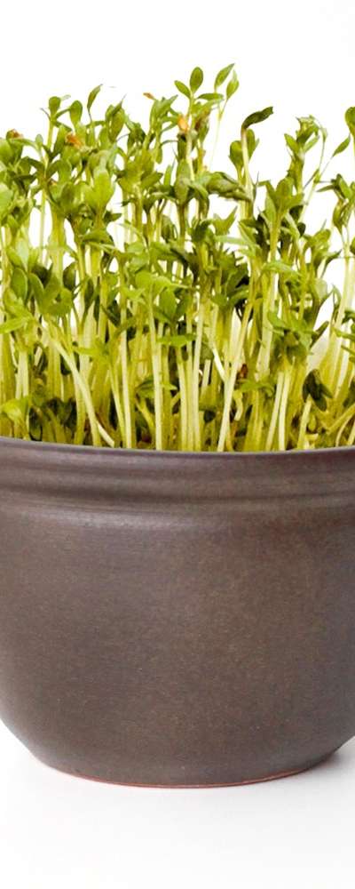 国産豆もやし蒸し器 単品（豆もやし栽培器 甕 植木鉢 家庭用 大麦スプラウト 育成 機関 イベント用）