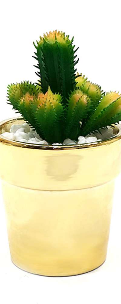 チチペグリーン モ조サボテン 鉢植え