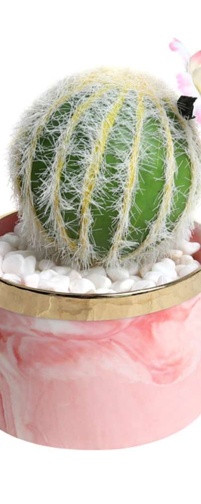金黄丸 モ조ウサボテン 鉢植え(2)
