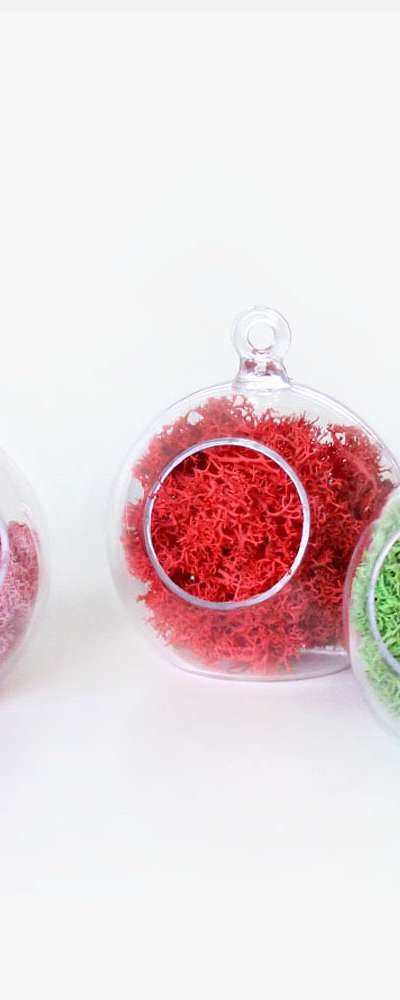 Moss Planter Round Hanging Ball 8cm (Transparent Ball Decorative Ball Photo Zone Interior Terrarium Air Purifier Natural Moss)