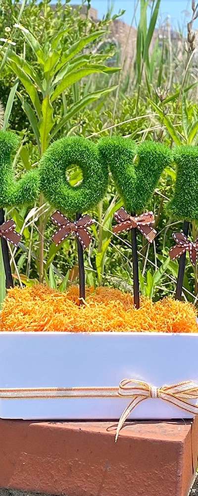 LOVE Green Orange Moss Potted Plant | Air Purifying