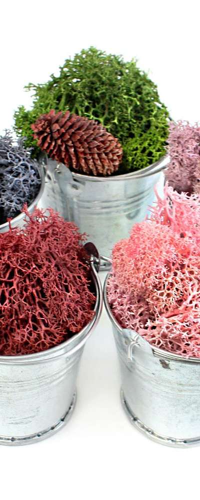 Moss Reindeer Lichen Mini Bucket Terrarium (Photo Zone DIY Humidity Control Air Purifying Natural Moss)