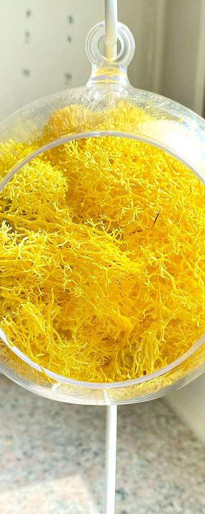 12cm Yellow Moss Hanging Ball | Natural Moss