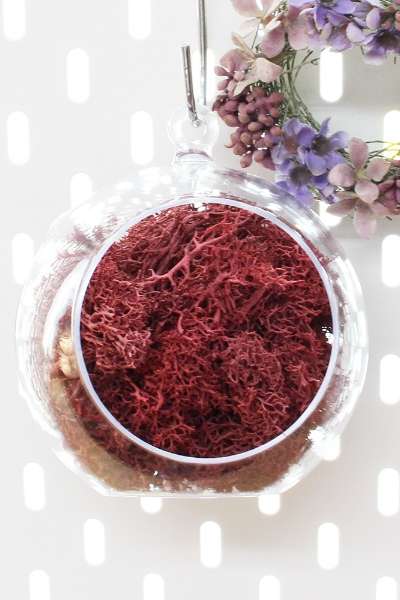 12cm Burgundy Moss Hanging Ball Planter - Natural Moss Wall Decoration