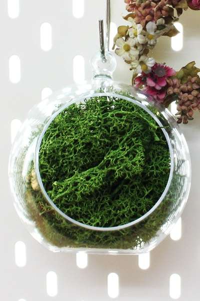 12cm Green Moss Hanging Ball Planter | Natural Moss Ceiling Decoration