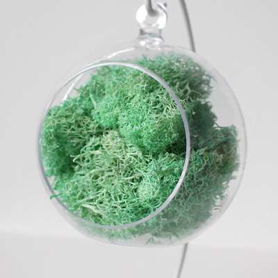 12cm ミント モスコケ ハンギングボール | 天然コケ 空気浄化植物
