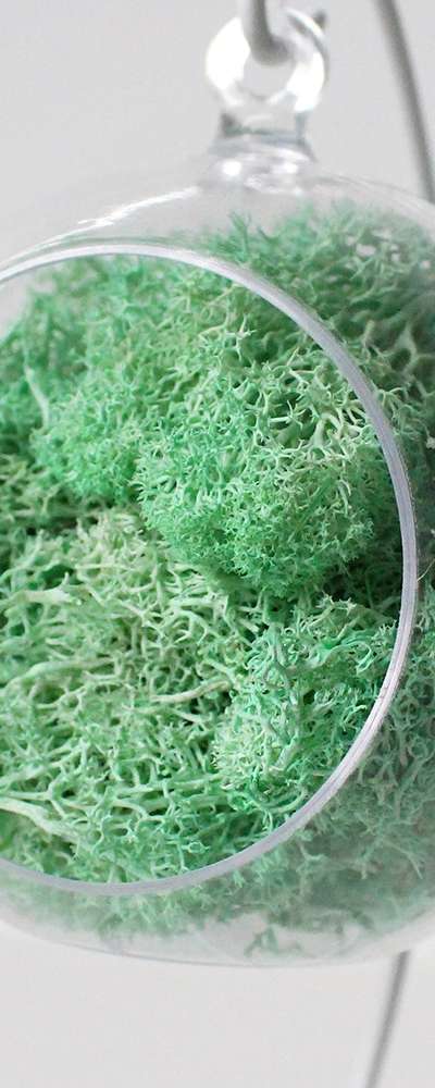 12cm Mint Moss Hanging Ball | Natural Moss Air-Purifying Plant