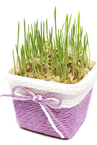 Barley Sprout Growing Kit | Hydroponic Barley Sprout Seed Growing