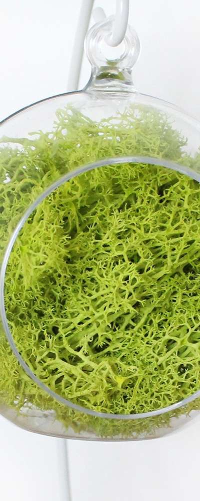 10cm Light Green Moss Hanging Ball (Transparent Sphere Decorative Ball Photo Zone Interior Terrarium Air Purifying Natural Moss)