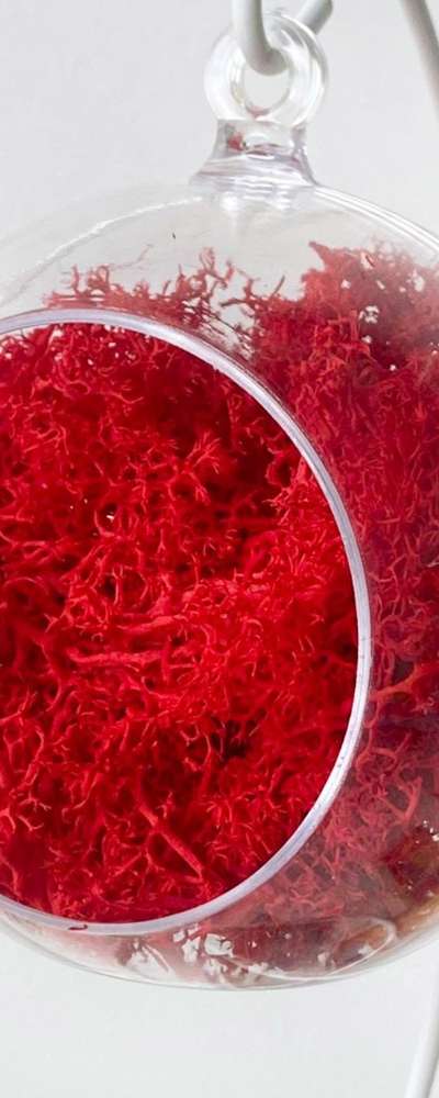 10cm Red Moss Hanging Ball (Transparent Ball Decorative Ball Photo Zone Interior Terrarium Air Purifying Natural Moss)