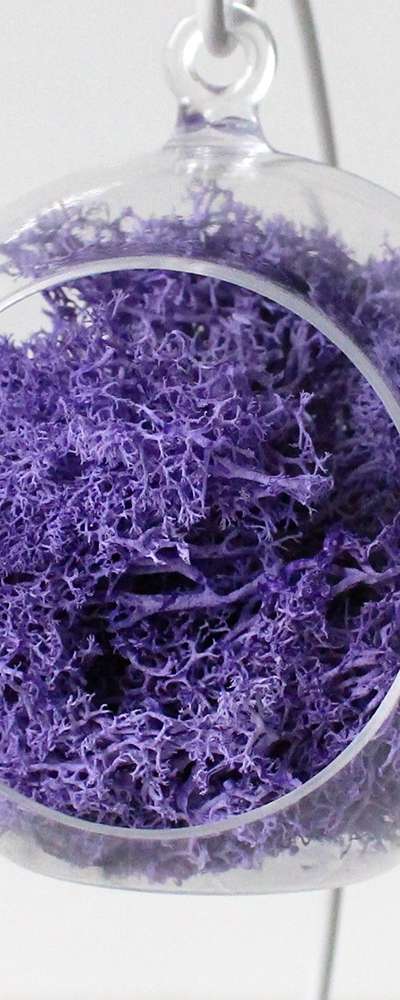 10cm Purple Moss Hanging Ball (Transparent Decorative Sphere for Photo Zone, Interior Décor, Terrarium, Air Purifying, Natural Moss)