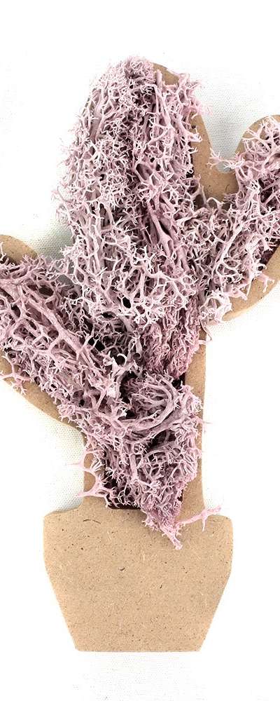 Soft Purple Moss Cactus DIY Kit | Natural Moss