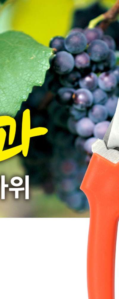 適果와가위