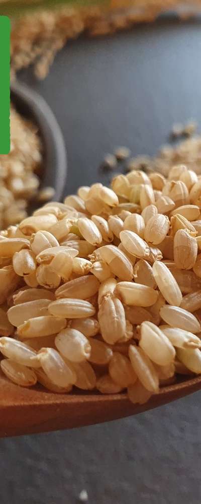 25-Year Direct Farm Sprouted Brown Rice - Organic Germinated Brown Rice 1kg with Rice Germ Mixed Grain Rice
