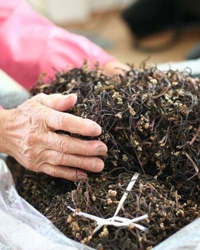 2026 Domestic Gosari (Bracken Fern) 100g - Soft and Plump Dried Bracken