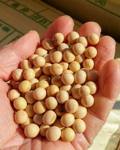 Domestic White Beans [White Beans (Baekdae) 1kg] Soy Milk Beans Mixed Grains