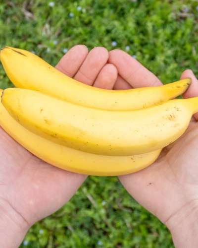 Direct Farm Domestic Organic Banana 1.5kg 2.5kg Eco-Friendly Fruit All Banana