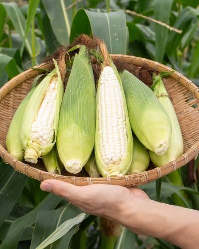 In Stock 7/2 - 2026 Harvest, Summer Snack Waited a Year [Buan Organic Sweet Corn 20 pieces]